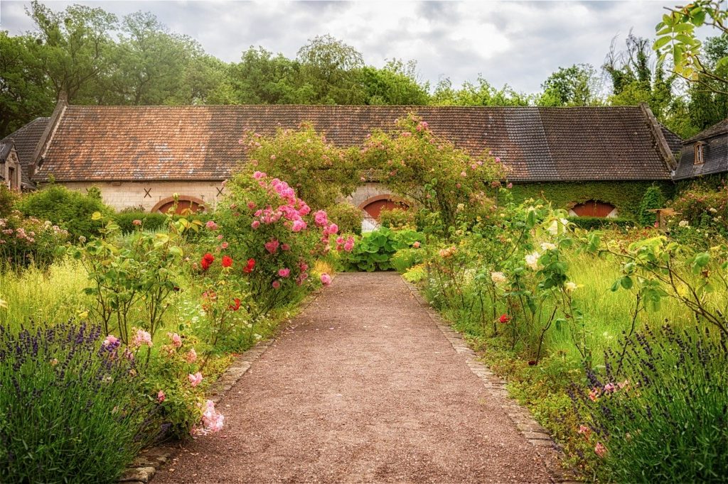 garden, roses, herbs